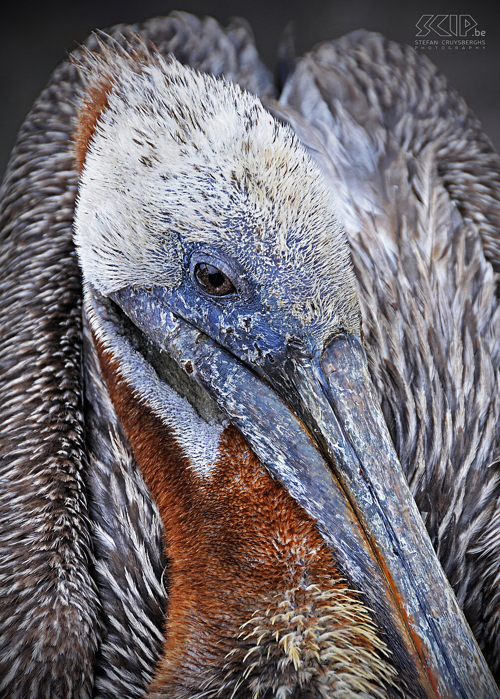 Galapagos - Santa Cruz - Pelikaan De Galápagos eilanden zijn een archipel van vulkanische eilanden in de Stille Oceaan op de evenaar op ongeveer 972km van het vaste land van Ecuador. De Galápagos eilanden en de zeeën rondom zijn onderdeel van een nationaal park dat wereldberoemd is door zijn endemische soorten. Het grootste en bewoonde eiland is Santa Cruz met de belangrijkste stad Puerto Ayoro.<br />
<br />
Closeup van een bruine pelikaan (brown pelican, Pelecanus occidentalis). Stefan Cruysberghs